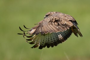 Mäusebussard