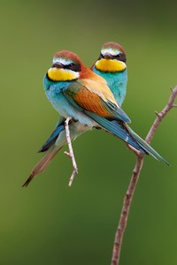 Doppeltes Lottchen