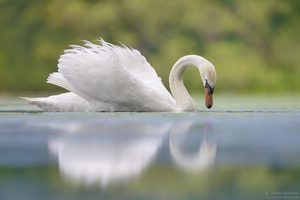 Höckerschwan II