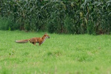 Fox on the run!