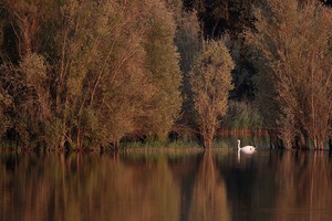 Höckerschwan