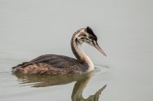 Haubentaucher,Jungvogel