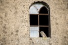 Willkommen in der Steinkauzhochburg