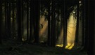 Ein Lichtkegel im herbstlichen Fichtengeäst ...