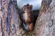Hallo Hörnchen-- Bist ein gern gesehener Gast