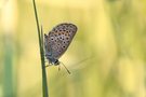 Geißklee-Bläuling (Plebejus argus)