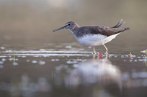 Waldwasserläufer