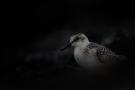 Sanderling in the dark