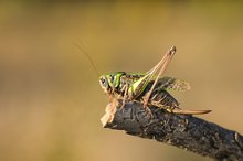 Warzenbeißer / Decticus verrucivorus