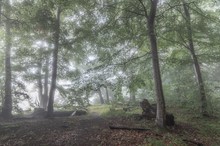 mystischer Waldeinblick