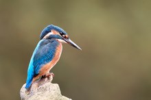 Eisvogel Portrait