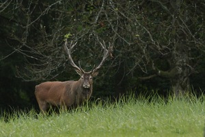 Ernster Blick