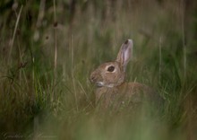 Wildkaninchen