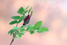 Gebirgsrose am frühen Morgen (Rosa pendulina)