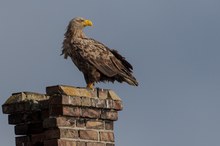 Adler auf Ruine