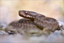 Vipera berus