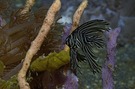Buckelkopf-Fledermausfisch juvenil