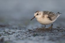 Sanderling