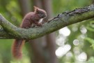 Baby-Hörnchens erster Ausflug