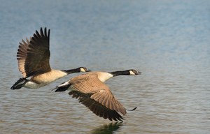 Die Harmonie des Paarflugs