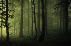 Wald-Lichtstimmung
