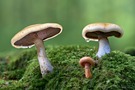 Pilze im Regen.