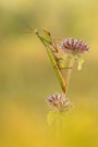 Mantis Religiosa