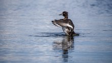 Enten-Dehnung