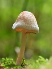 Ein Pilz