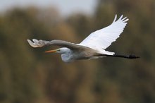 Silberreiher im Flug