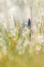 Gentiana pneumonanthe