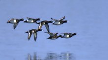 Flug der Reiherenten