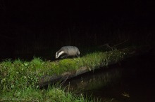 Dachs bei Nacht