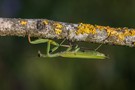 Mantis religiosa