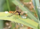 Großer Durst bei kleiner Schwebfliege