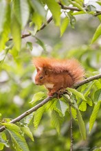 Portrait eines Eichhörnchens