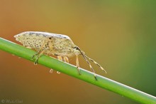 Graue Gartenwanze (Rhaphigaster nebulosa)