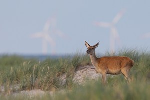 Moderne Küstenlandschaft