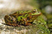 Grüner Wasserfrosch