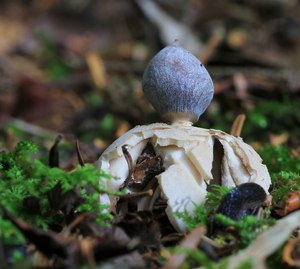 Komischer Pilz