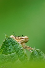 Blaue Federlibelle (Platycnemis pennipes)