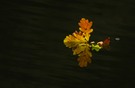Der Herbst kommt angesegelt ....