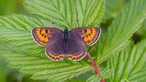 Blauschillernder Feuerfalter