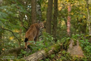 Europäischer Luchs