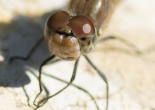 Im Wald gefunden- die Große Heidelibelle