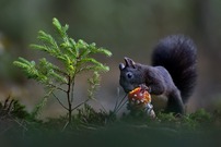 Im roten Wald der Junkies