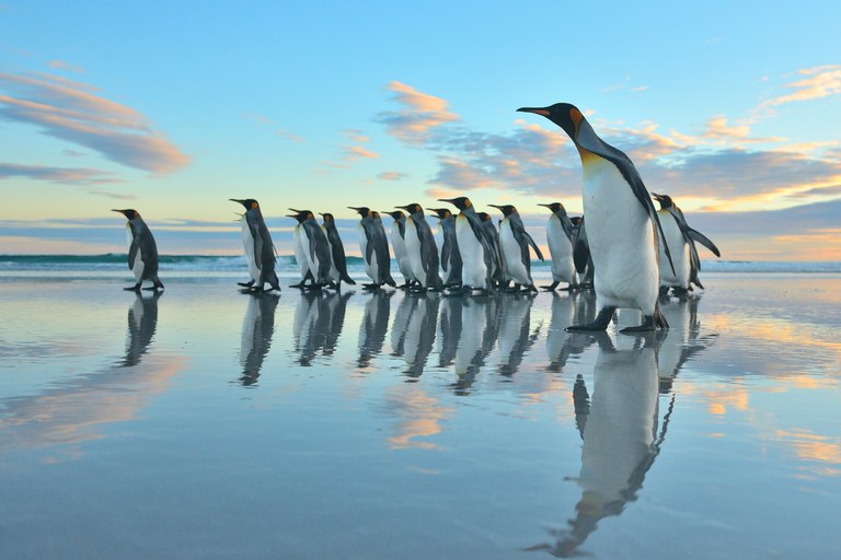 Marching Penguins