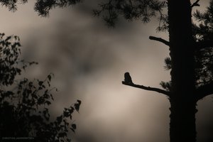 Sperlingskauz während der Herbstbalz