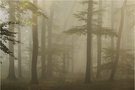 Nebelwunderwald