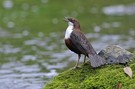 Singende Wasseramsel